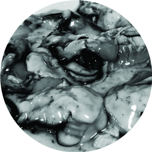 C Powers - Oysters EP - Proper Trax