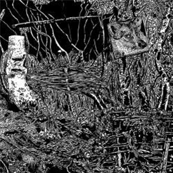 Assel - Polly - ANUS RECORDS Assel - Polly - ANUS RECORDS
