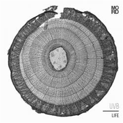UVB - Life (3 X LP) - Mord