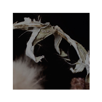 FOEHN & JEROME - UNTLD100 - UNTITLED100 FOEHN & JEROME - UNTLD100 - UNTITLED100