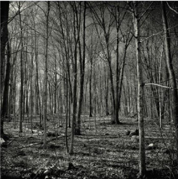 EINERLEI - Forest EP - Music Makes Us