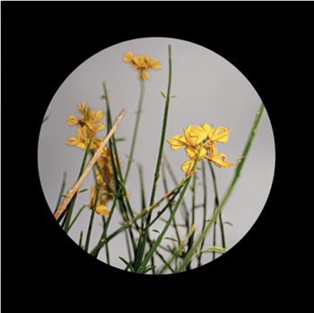 Christian Jay / Larry De Kat / Florist / Crump - Banoffee Pies Records Christian Jay / Larry De Kat / Florist / Crump - Banoffee Pies Records