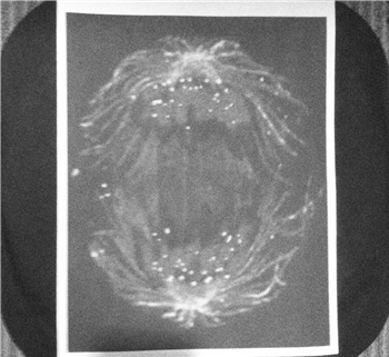 Maroje T / Anaphase - Kraftjerkz Maroje T / Anaphase - Kraftjerkz