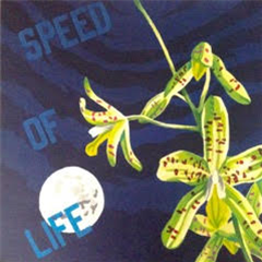 K15 - Speed of Life - NEW WILD OATS