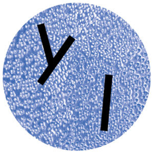 ARTHUR JOHNSON - PERFECT STRANGER EP - LES DISQUES DE LA MORT ARTHUR JOHNSON - PERFECT STRANGER EP - LES DISQUES DE LA MORT
