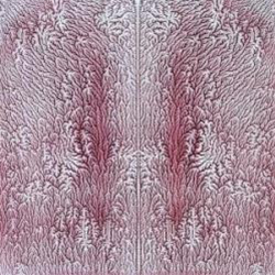 The Clover - Breath - Oltrarno Recordings The Clover - Breath - Oltrarno Recordings