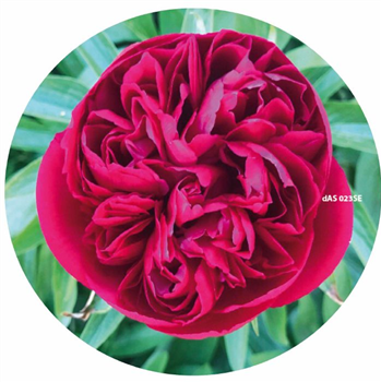 CARUSO - Ten Lovers Music EP - DEEPARTSOUNDS CARUSO - Ten Lovers Music EP - DEEPARTSOUNDS