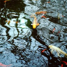 JASON LETKIEWICZ - THE REFLECTING POOL - INTO THE LIGHT