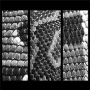 Slow White Fall - Total EP - Downwards Slow White Fall - Total EP - Downwards