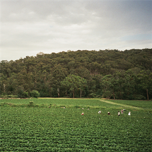 Albrecht La’Brooy - Healesville - Apollo Records