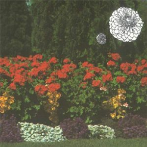 IMAGINARY SOFTWOODS - Annual Flowers In Color - Amethyst Sunset IMAGINARY SOFTWOODS - Annual Flowers In Color - Amethyst Sunset
