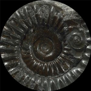 APOENA - Oceanos Extintos EP - Allnite Music APOENA - Oceanos Extintos EP - Allnite Music