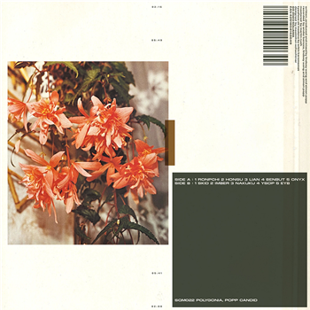 Polygonia, Popp - Candid - LP,180g - Squama Recordings