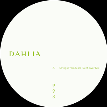 S.A.M. - DAHLIA 993 - Dahlia