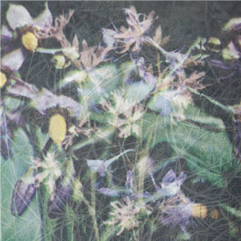 Jas Shaw - Between The Seed And The Timber - Teeth Jas Shaw - Between The Seed And The Timber - Teeth