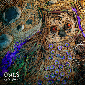 Owls - Rare Birds - New Amsterdam