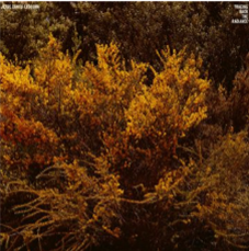 Jefre Cantu-Ledesma - Tracing Back The Radiance - Mexican Summer Jefre Cantu-Ledesma - Tracing Back The Radiance - Mexican Summer