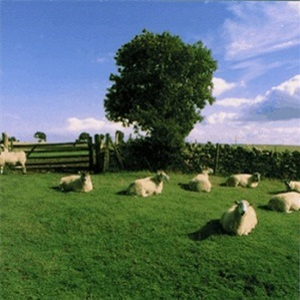 KLF - CHILL OUT ALBUM (CLEAR VINYL) - KLF Communications