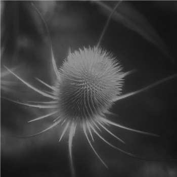 ssabae - azurescens - Few Crackles ssabae - azurescens - Few Crackles
