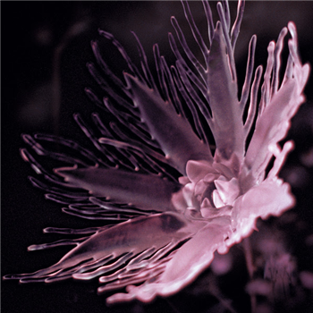 Dania - Listless - Somewhere Press Dania - Listless - Somewhere Press