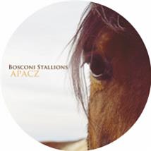 Bosconi Stallions Apacz - VA - Bosconi