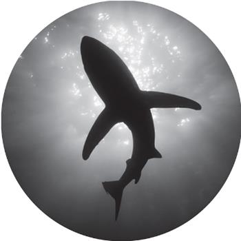 Phil Weeks - Sharks Looking For Fishes - Supplement Facts Phil Weeks - Sharks Looking For Fishes - Supplement Facts